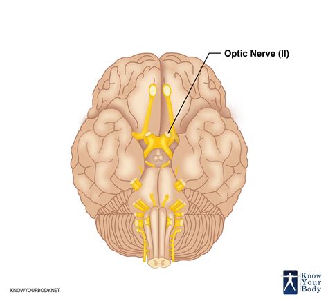 nervus opticus|Optic Nerve: Anatomy, Location, and Function